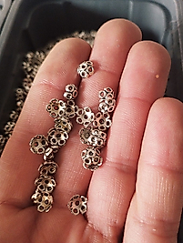 Tesbih ara kapama -kapson 100 gr